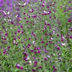 Salvia 'Lips' Collection 13 Salvia 'Lips' Collection -Yougarden Shop 560668 4