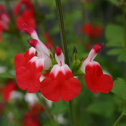 Salvia 'Lips' Collection 8 Salvia 'Lips' Collection - Image 6
