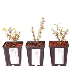 Salvia 'Lips' Collection 15 Salvia 'Lips' Collection -Yougarden Shop 560668 6