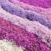 Carpet Phlox Collection -Yougarden Shop 560712