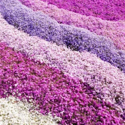 Carpet Phlox Collection