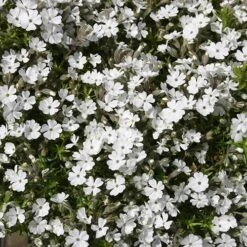 Carpet Phlox Collection -Yougarden Shop 560712 2