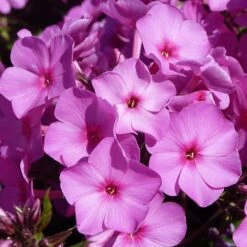 Carpet Phlox Collection -Yougarden Shop 560712 4
