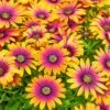 African Daisy Osteospermum 'Purple Sun' 1 African Daisy Osteospermum 'Purple Sun' -Yougarden Shop 560812