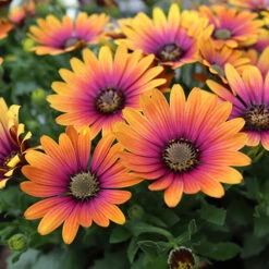 African Daisy Osteospermum 'Purple Sun' -Yougarden Shop 560812 2