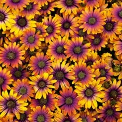 African Daisy Osteospermum 'Purple Sun' -Yougarden Shop 560812 5