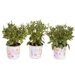 African Daisy Osteospermum 'Purple Sun' -Yougarden Shop 560812 6