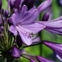 Agapanthus 'Poppin Purple' -Yougarden Shop 560829 2