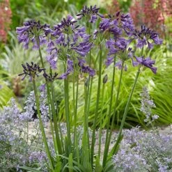 Agapanthus 'Poppin Purple' -Yougarden Shop 560829 3