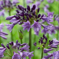Agapanthus 'Poppin Purple' -Yougarden Shop 560829 4