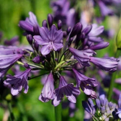 Agapanthus 'Poppin Purple' -Yougarden Shop 560829 5
