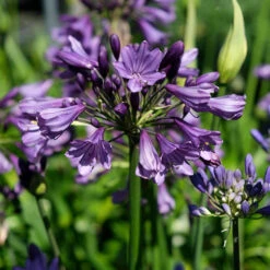 Agapanthus 'Poppin Purple' -Yougarden Shop 560829 6