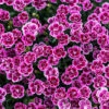 Dianthus 'Pink Kisses' -Yougarden Shop 560927