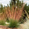 Festuca 'Sunrise' -Yougarden Shop 560942