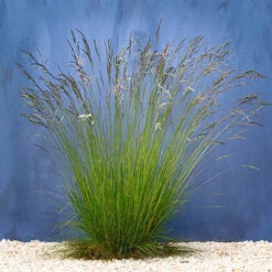 Festuca 'Sunrise' -Yougarden Shop 560942 2