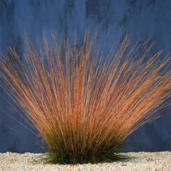 Festuca 'Sunrise' -Yougarden Shop 560942 3