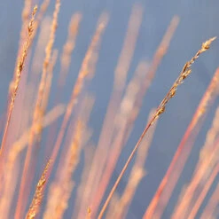 Festuca 'Sunrise' -Yougarden Shop 560942 5