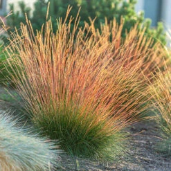 Festuca 'Sunrise' -Yougarden Shop 560942 6