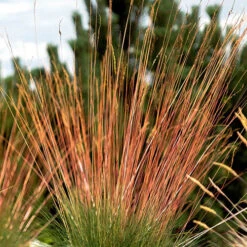 Festuca 'Sunrise' -Yougarden Shop 560942 7