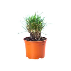 Festuca 'Sunrise' -Yougarden Shop 560942 8