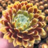 Sempervivum 'Lemon Flare' 1 Sempervivum 'Lemon Flare' -Yougarden Shop 560989
