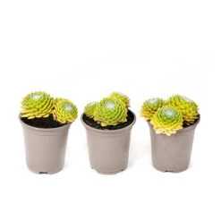 Sempervivum 'Lemon Flare' -Yougarden Shop 560989 3