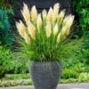 Cortaderia 'Tiny Pampa' -Yougarden Shop 560990