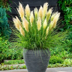 Cortaderia 'Tiny Pampa'