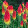 Kniphofia Flamenco 'Red Hot Poker' -Yougarden Shop 560996