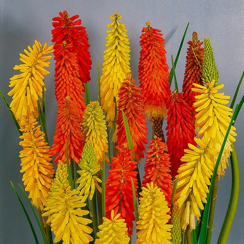 Kniphofia Flamenco 'Red Hot Poker' 4 Kniphofia Flamenco 'Red Hot Poker' - Image 2