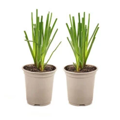 Kniphofia Flamenco 'Red Hot Poker' 7 Kniphofia Flamenco 'Red Hot Poker' -Yougarden Shop 560996 2