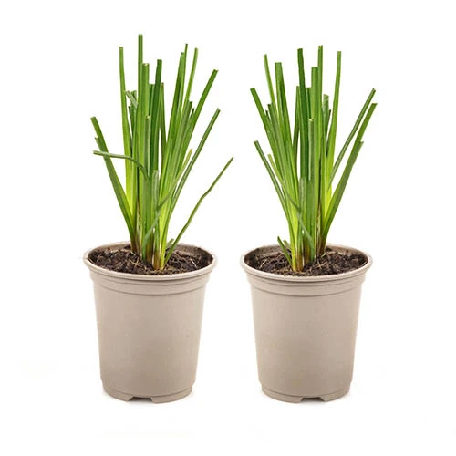 Kniphofia Flamenco 'Red Hot Poker' 5 Kniphofia Flamenco 'Red Hot Poker' - Image 3