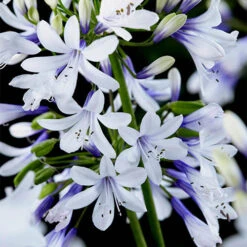 Agapanthus 'Fireworks'