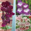Penstemon Mix -Yougarden Shop 561030