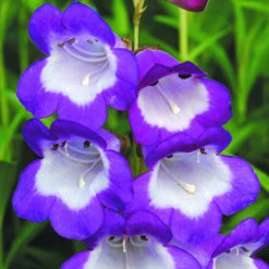 Penstemon Mix -Yougarden Shop 561030 3