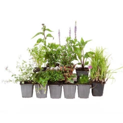 Hardy Perennial Plant Lucky Dip -Yougarden Shop 561046 5