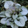 Brunnera Macrophylla Jack Frost 9cm X3 -Yougarden Shop 561054