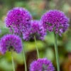 Allium Lavender Bubbles -Yougarden Shop 561055