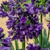 Agapanthus 'Black Jack' 1 Agapanthus 'Black Jack' -Yougarden Shop 561057