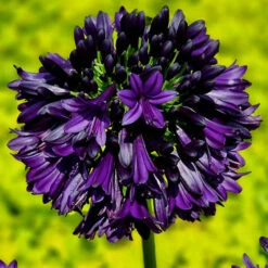 Agapanthus 'Black Jack' -Yougarden Shop 561057 3
