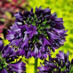 Agapanthus 'Black Jack' -Yougarden Shop 561057 4