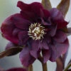Hellebore Double Ellen 2 Hellebore Double Ellen -Yougarden Shop 561062