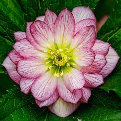 Hellebore Double Collection 9cm X 6 -Yougarden Shop 561065 2