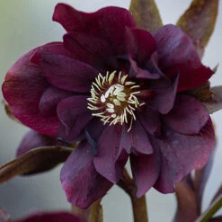 Hellebore Double Collection 9cm X 6 -Yougarden Shop 561065 3