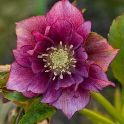 Hellebore Double Collection 9cm X 6 -Yougarden Shop 561065 4