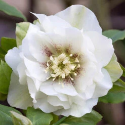 Hellebore Double Collection 9cm X 6 -Yougarden Shop 561065 5
