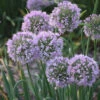 Allium Bubble Bath -Yougarden Shop 561182