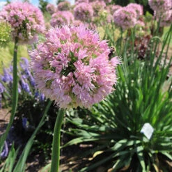 Front Page -Yougarden Shop 561182 1