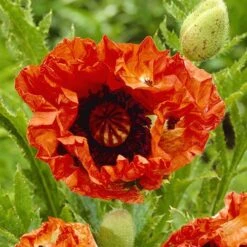 Oriental Poppy Collection -Yougarden Shop 580007 2
