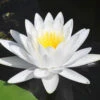 Water Lily Planting Kit - White 1 Water Lily Planting Kit - White -Yougarden Shop 580027